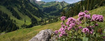 Obertal in den Allgäuer Hochalpen