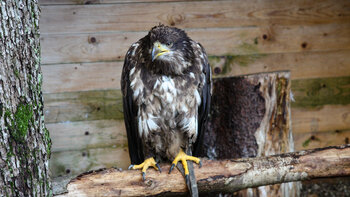 Adler in der Falknerei am Königsstuhl