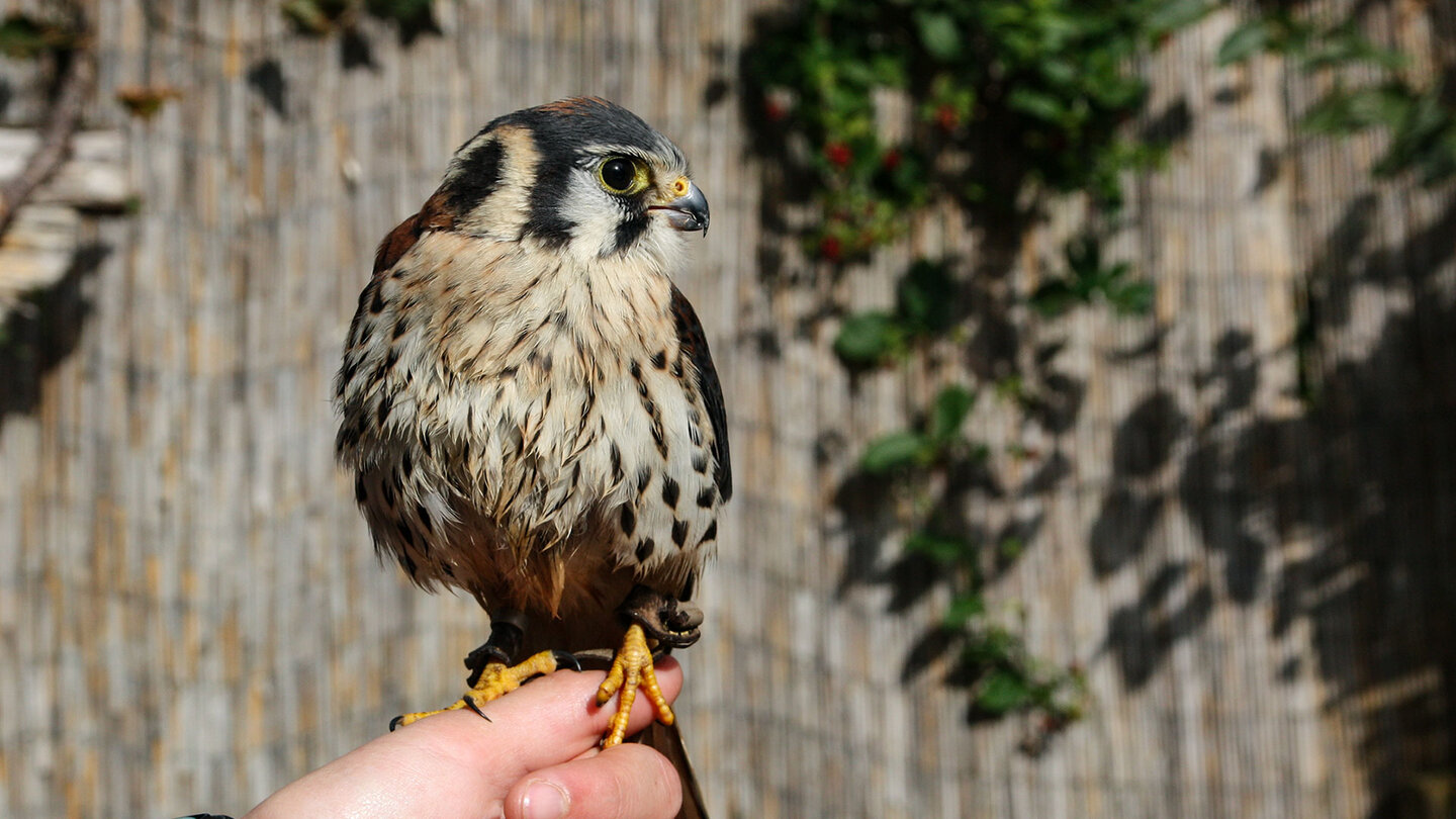 ein kleiner Buntfalke in der Falknerei am Königsstuhl ein kleiner Buntfalke in der Falknerei am Königsstuhl