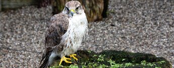 Greifvogel in der Falknerei am Königsstuhl