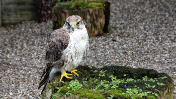 Greifvogel in der Falknerei am Königsstuhl