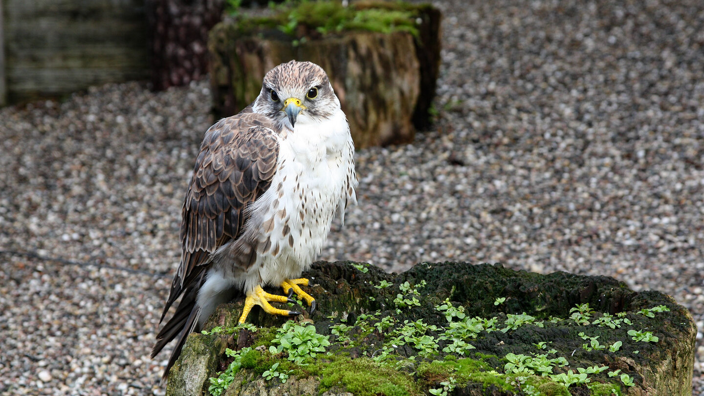 Greifvogel in der Falknerei am Königsstuhl Greifvogel in der Falknerei am Königsstuhl
