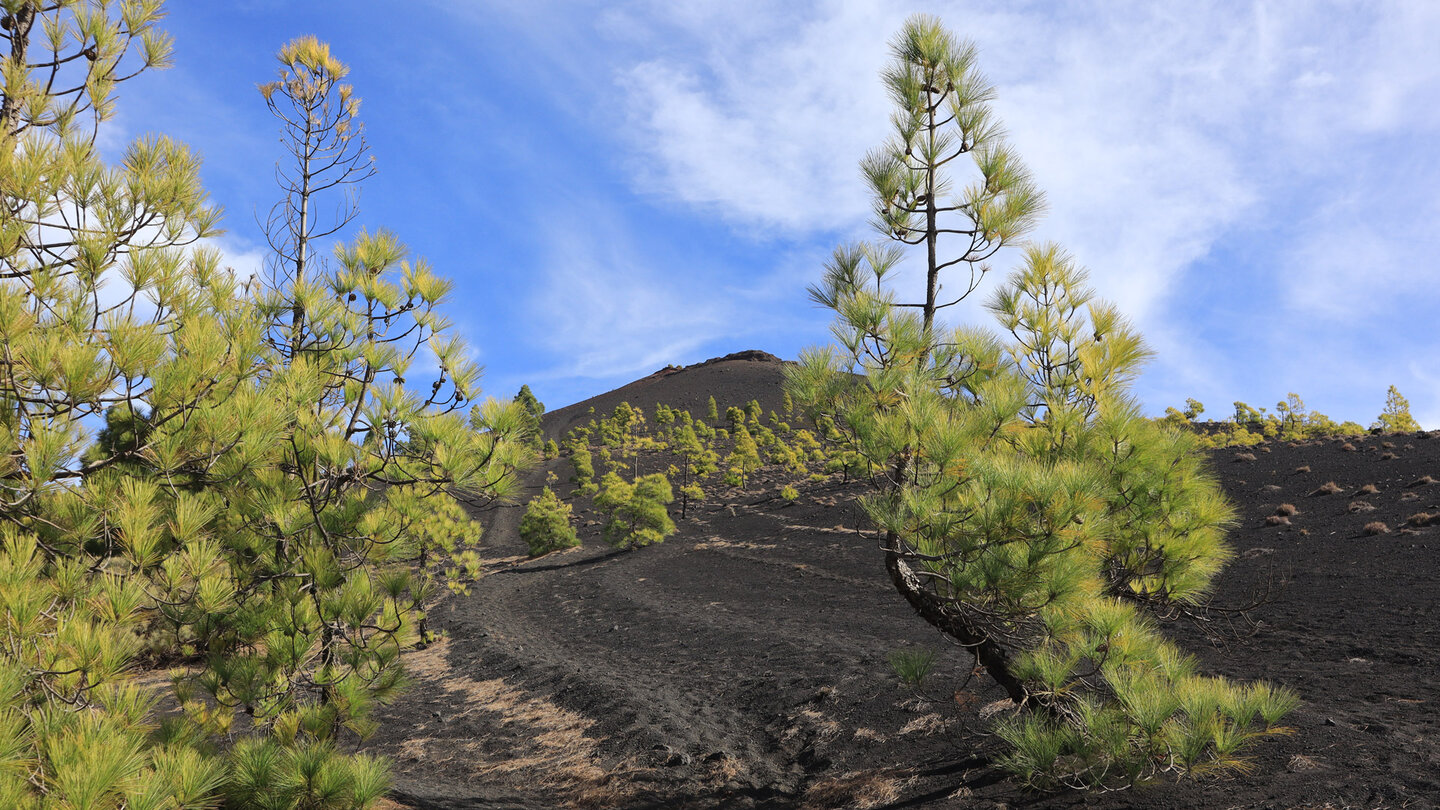 der Volcán Martin ist von Süden her der erste richtige Gipfel der Ruta de Los Volcanes