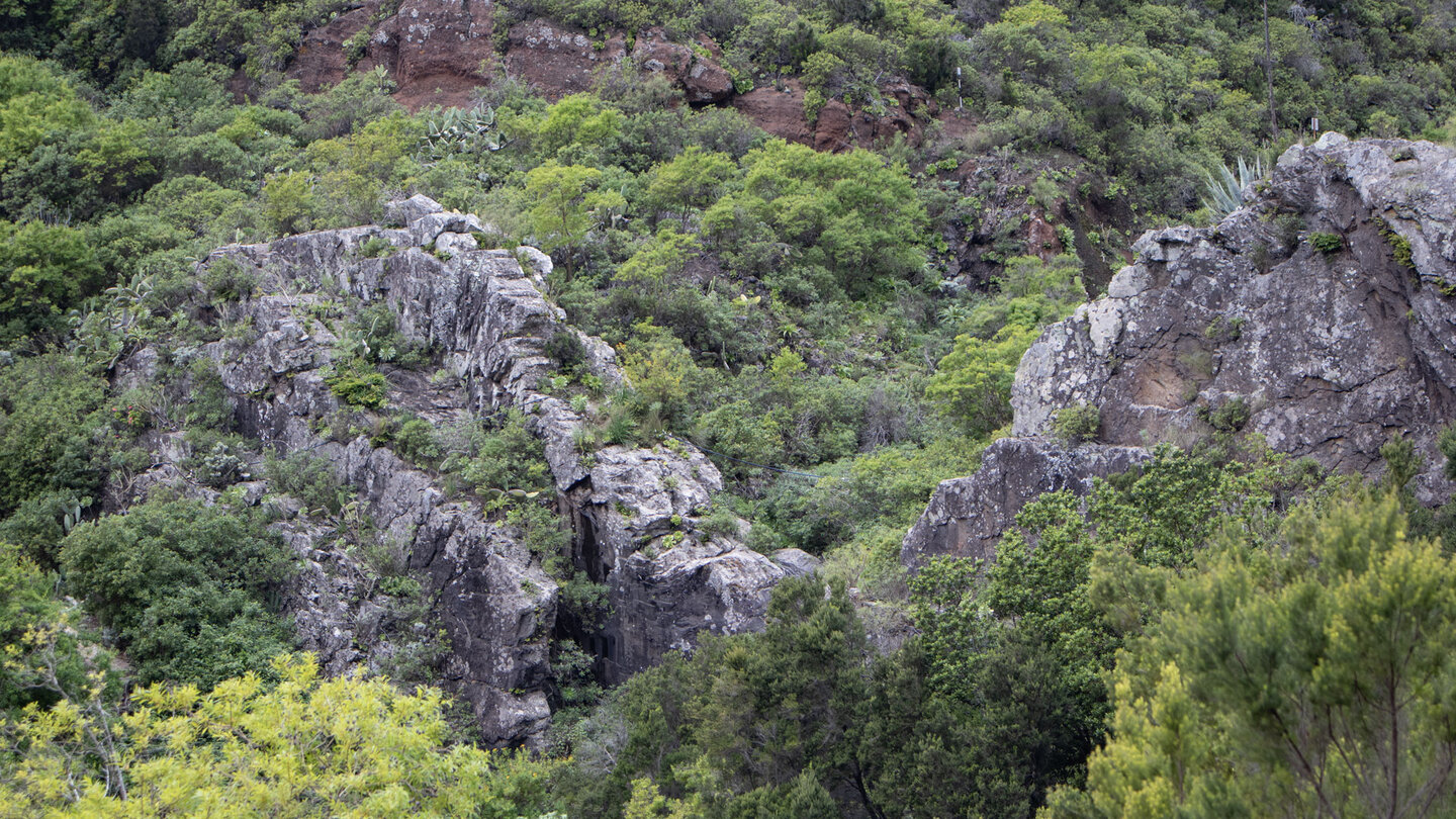 Basaltwand im Lorbeerwald