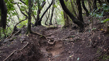 Wurzelweg durch den Lorbeerwald