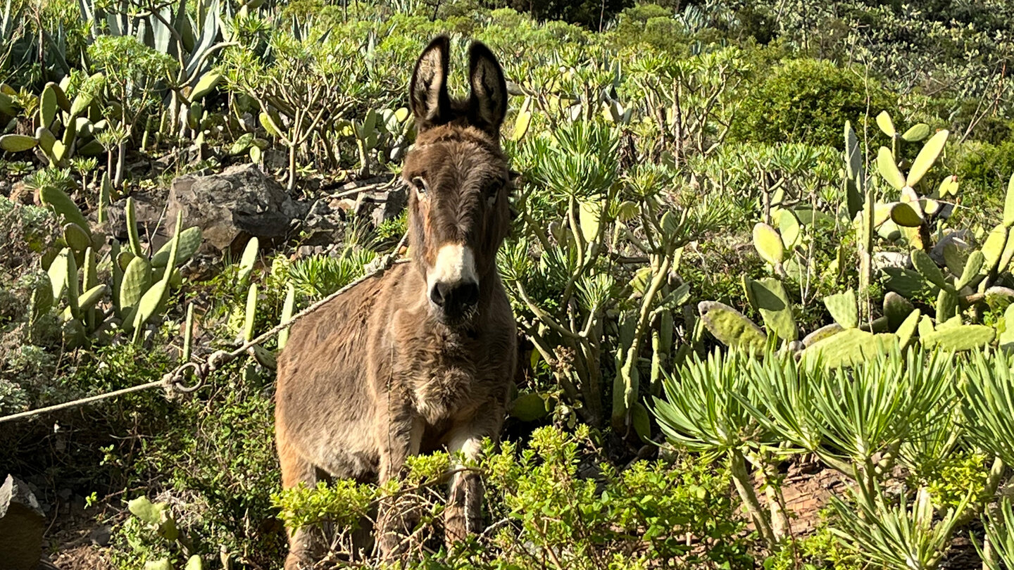 Esel bei einer einsamen Finca