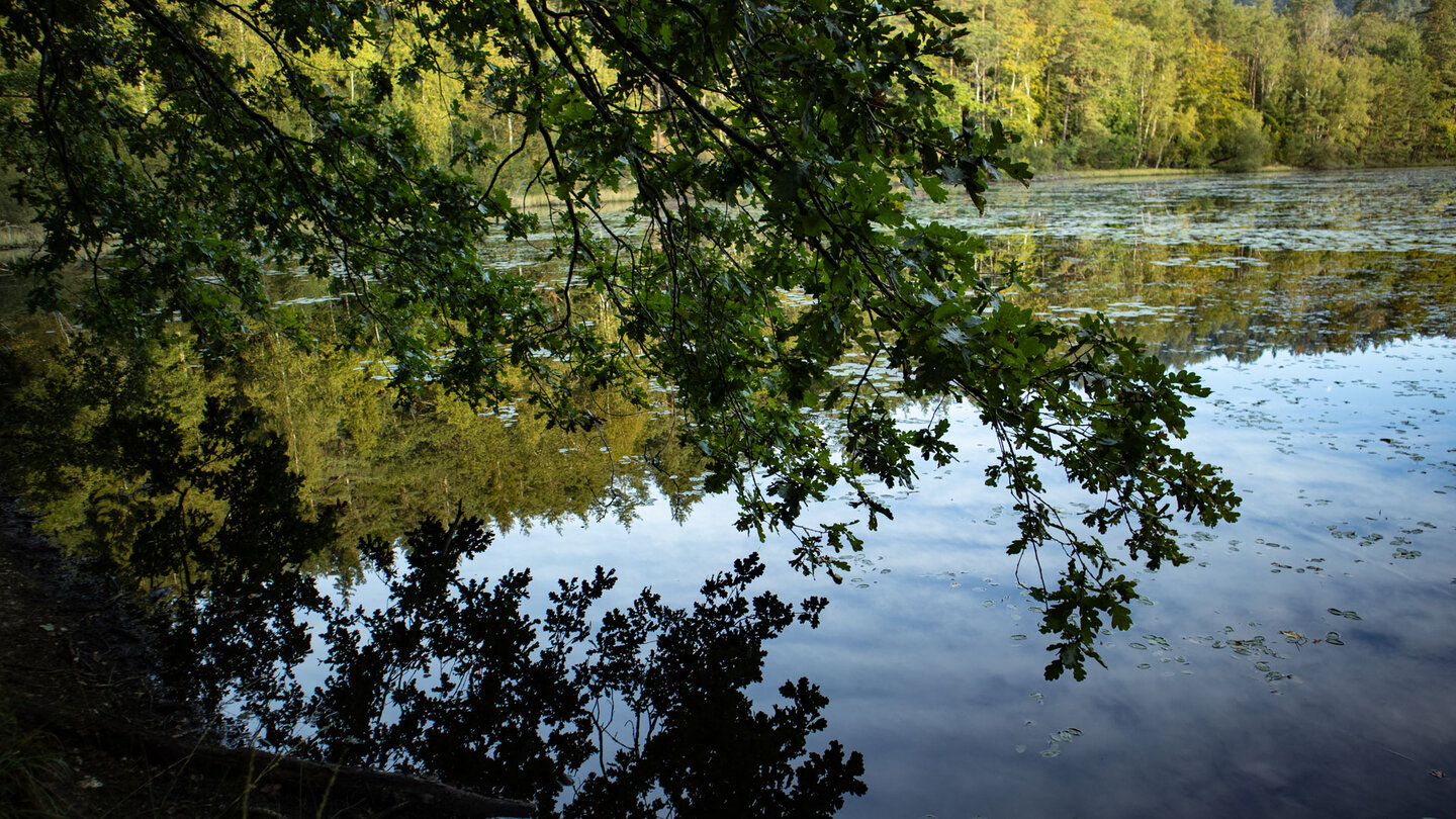 Spiegelung auf der ruhigen Wasserfläche des Étang de Lieschbach