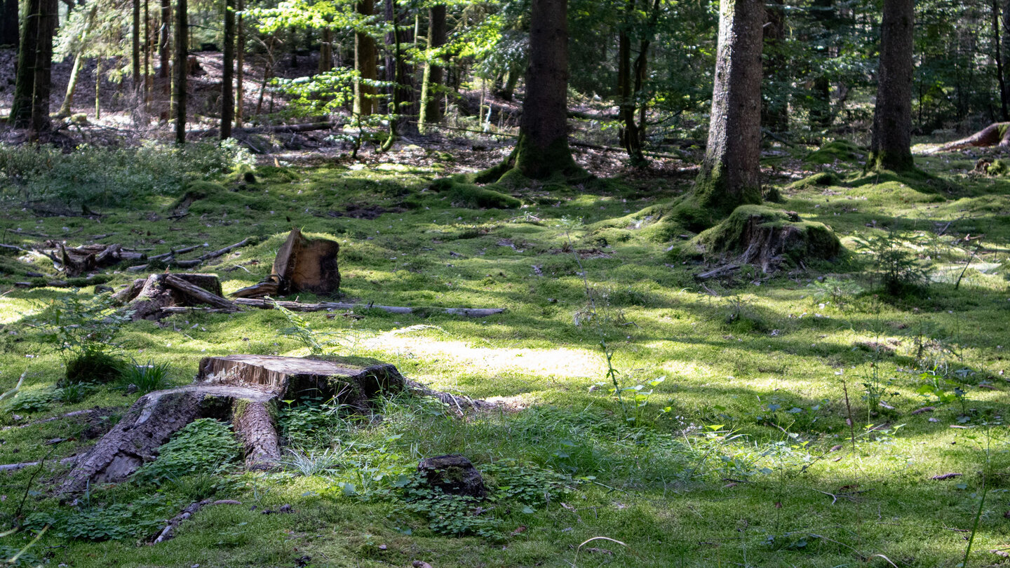 bemooster Waldboden am Wanderweg