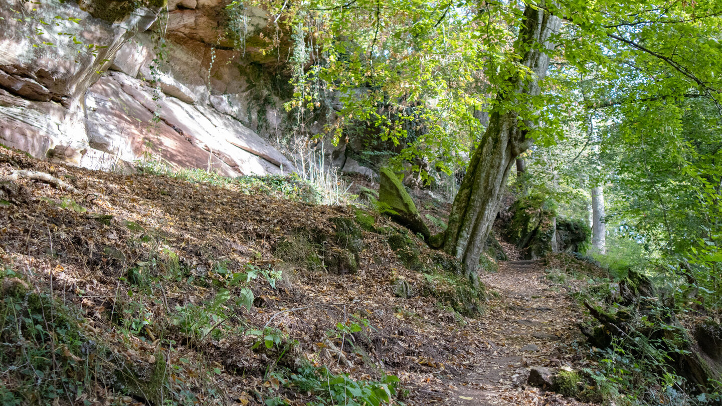 Wanderung durch Buchenwald zur Ruine Ramstein Wanderung zur Ruine Ramstein