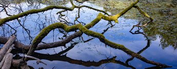 bemooster Baum am Waldecker Weiher