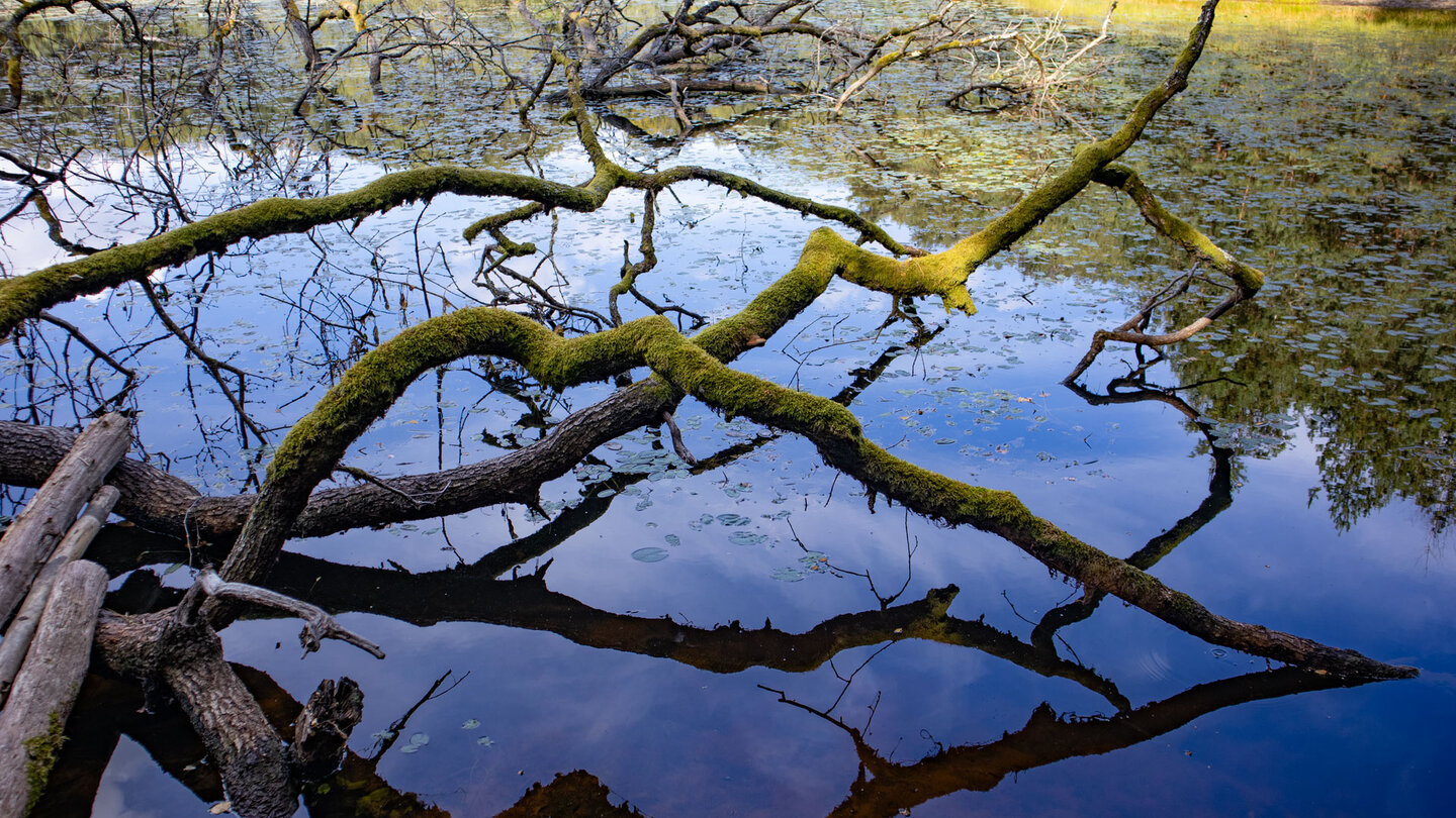 bemooster Baum am Waldecker Weiher bemooster Baum am Waldecker Weiher
