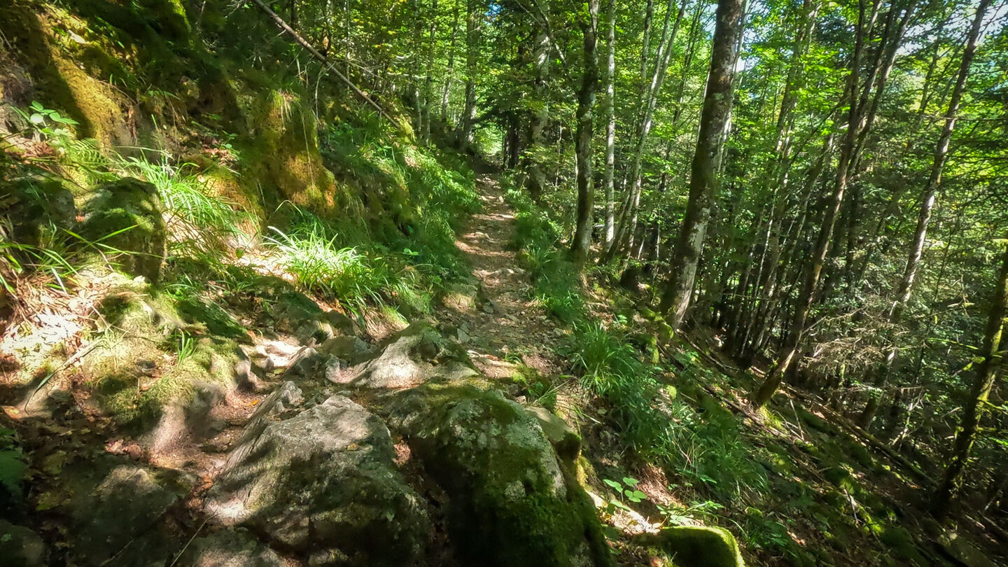 schmaler Wanderpfad entlang des Hinterbockloch-Bachs Wanderpfad entlang des Hinterbockloch-Bachs