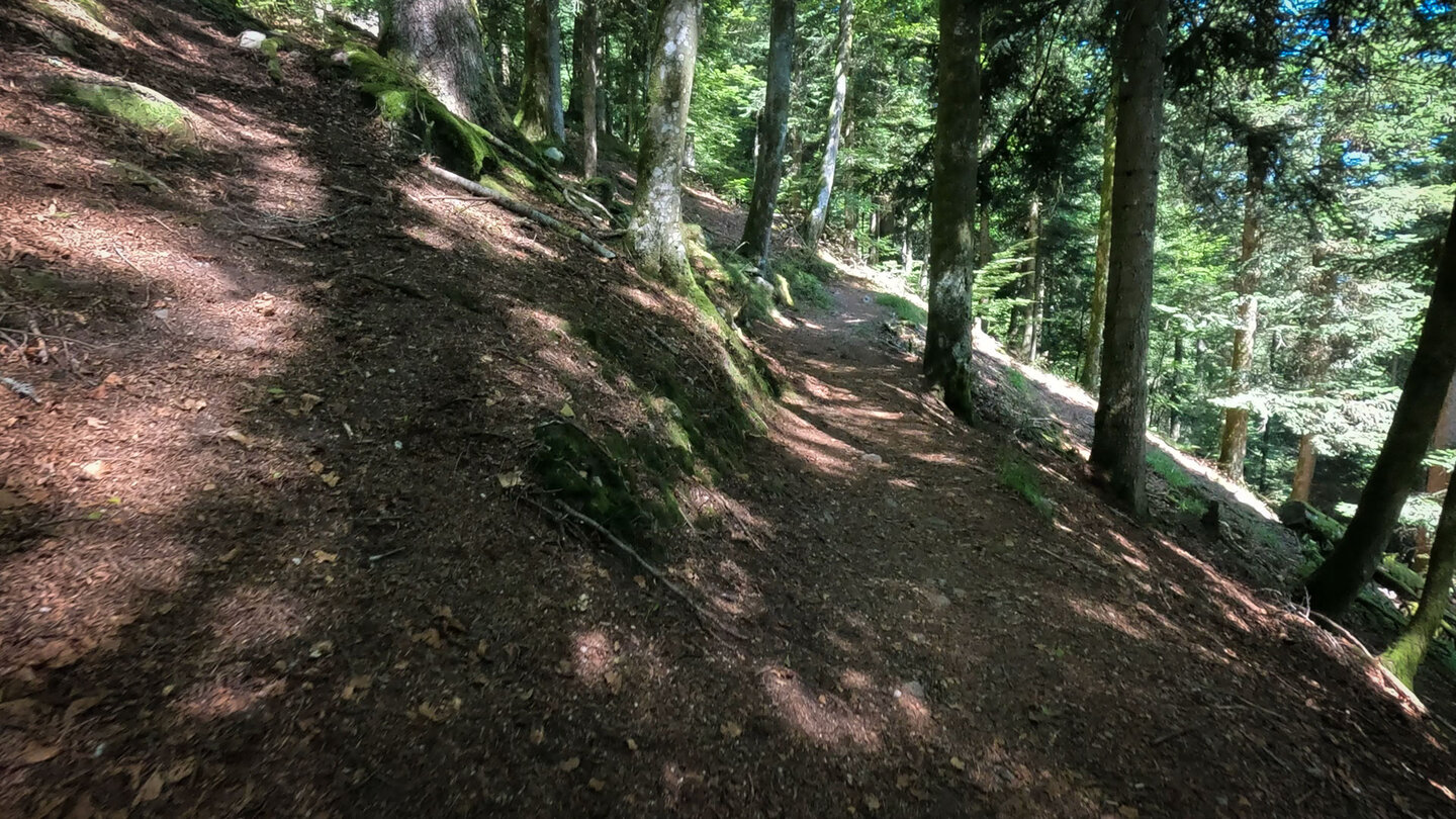 der Wanderweg geht im Schatten des Waldes weiter der Wanderweg geht im Wald weiter