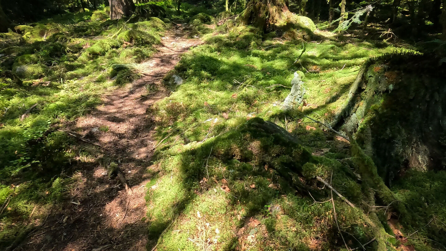 wie ein grüner Teppich begleitet einen der bemooste Waldboden am Rand des Wanderwegs wie ein grüner Teppich begleitet einen der bemooste Waldboden am Wanderweg