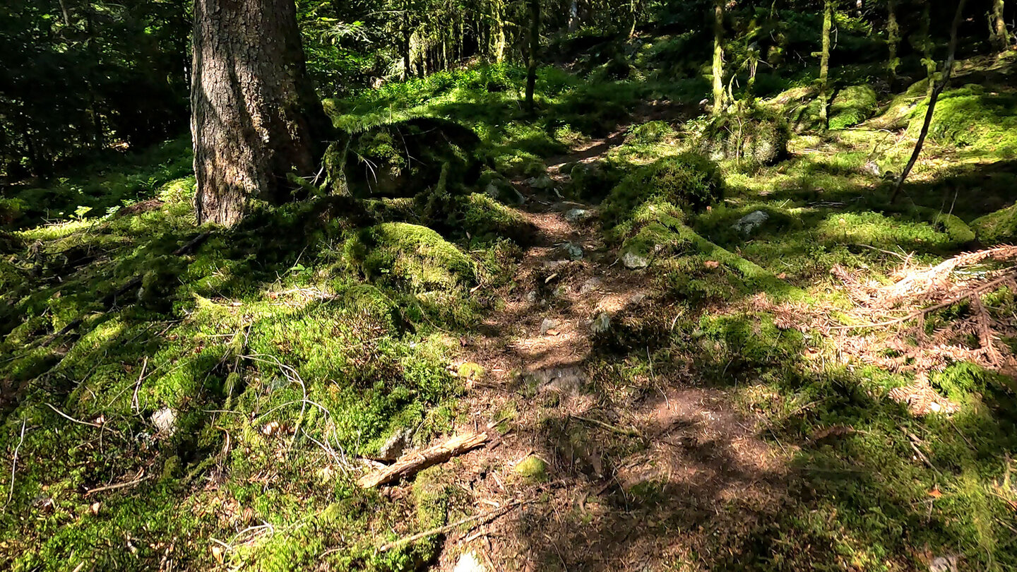 grüner Moosteppich links und rechts neben dem Wanderweg grüner Moosteppich neben dem Wanderweg