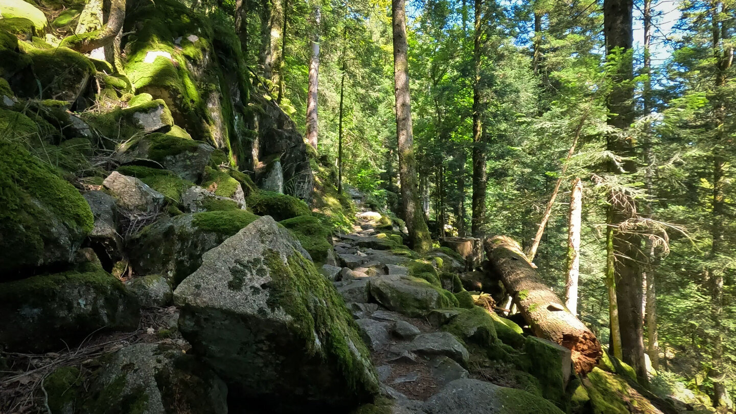 felsiger Wanderweg im Wald zum Schutzgebiet Grand Ventron in den Vogesen felsiger Wanderweg im Wald Richtung Grand Ventron in den Vogesen