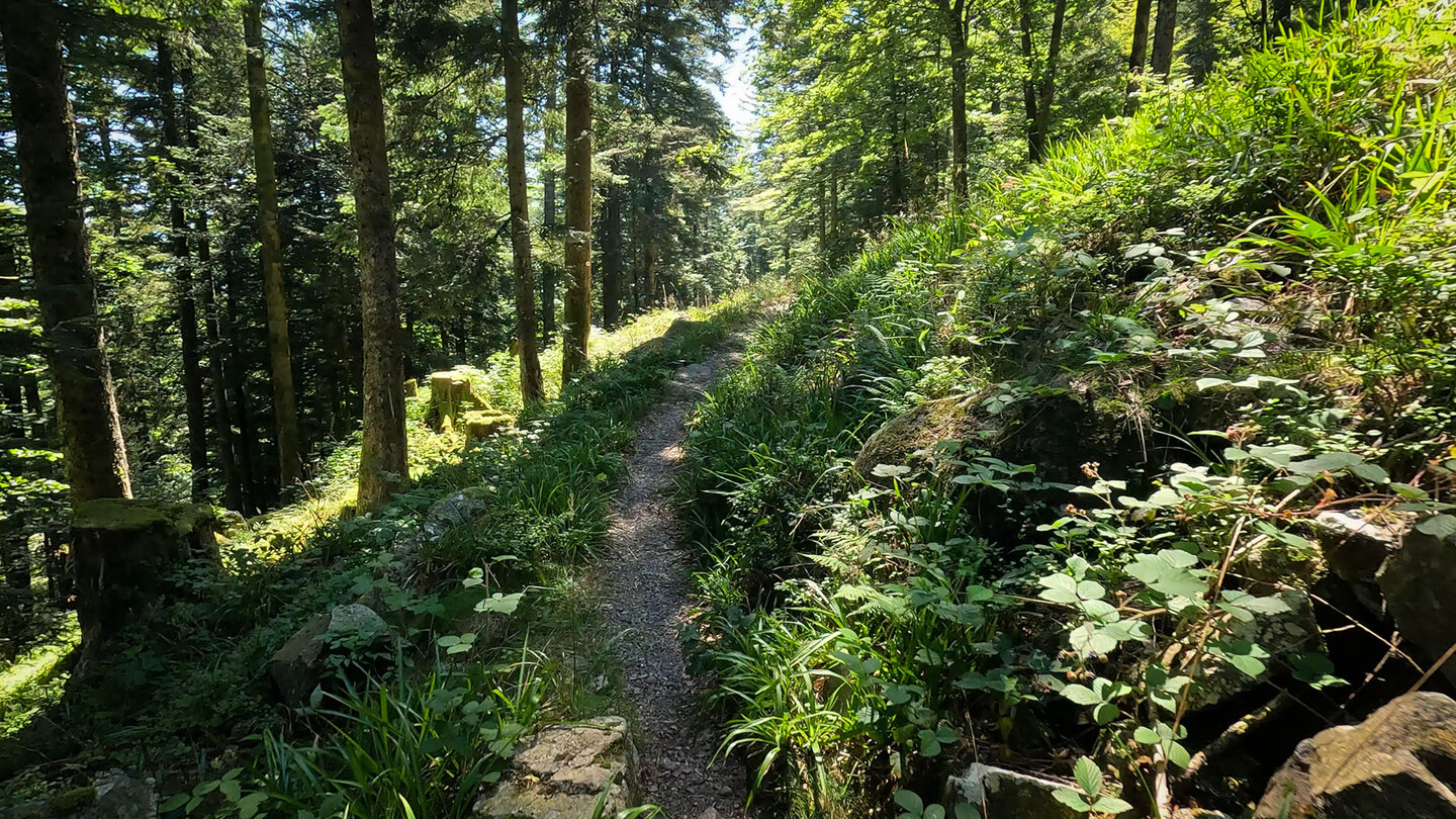 üppige Vegetation am Wanderweg zum Schutzgebiet Grand Ventron in den Vogesen Vegetation am Wanderweg zum Schutzgebiet Grand Ventron in den Vogesen