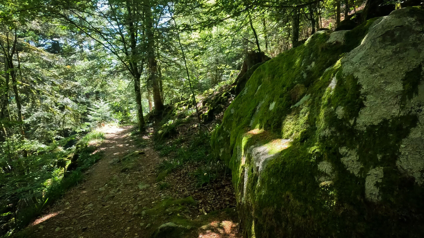 der Sentier Robert führt durch den Wald zum See Lac de Kruth-Wildenstein auf dem Sentier Robert durch den Wald zum Lac de Kruth-Wildenstein