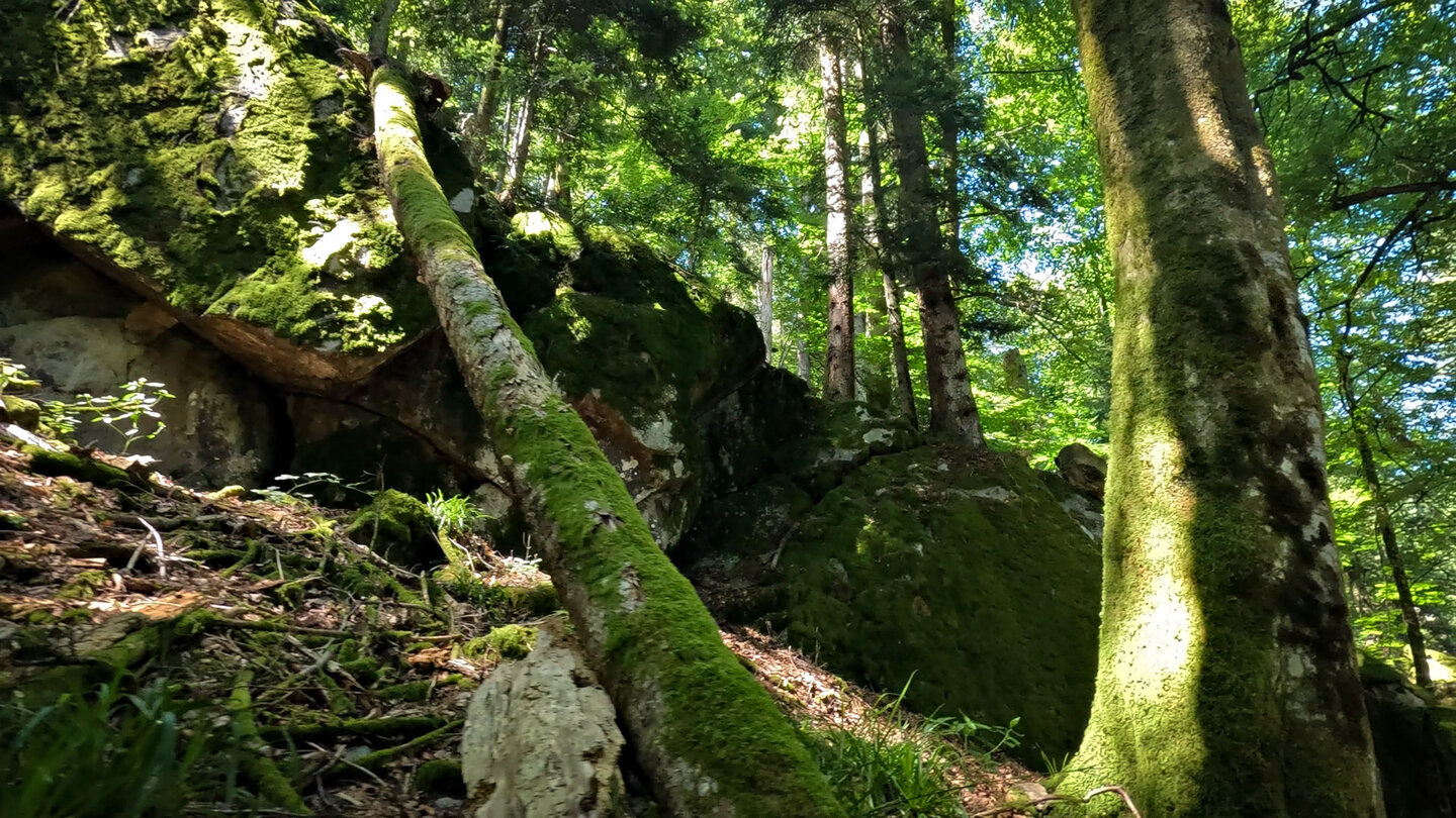 auf der Wanderung durch den Wald der Hochvogesen sieht man immer wieder bemooste Felsen und Bäume auf der Wanderung durch den Wald der Hochvogesen sieht man bemooste Felsen und Bäume