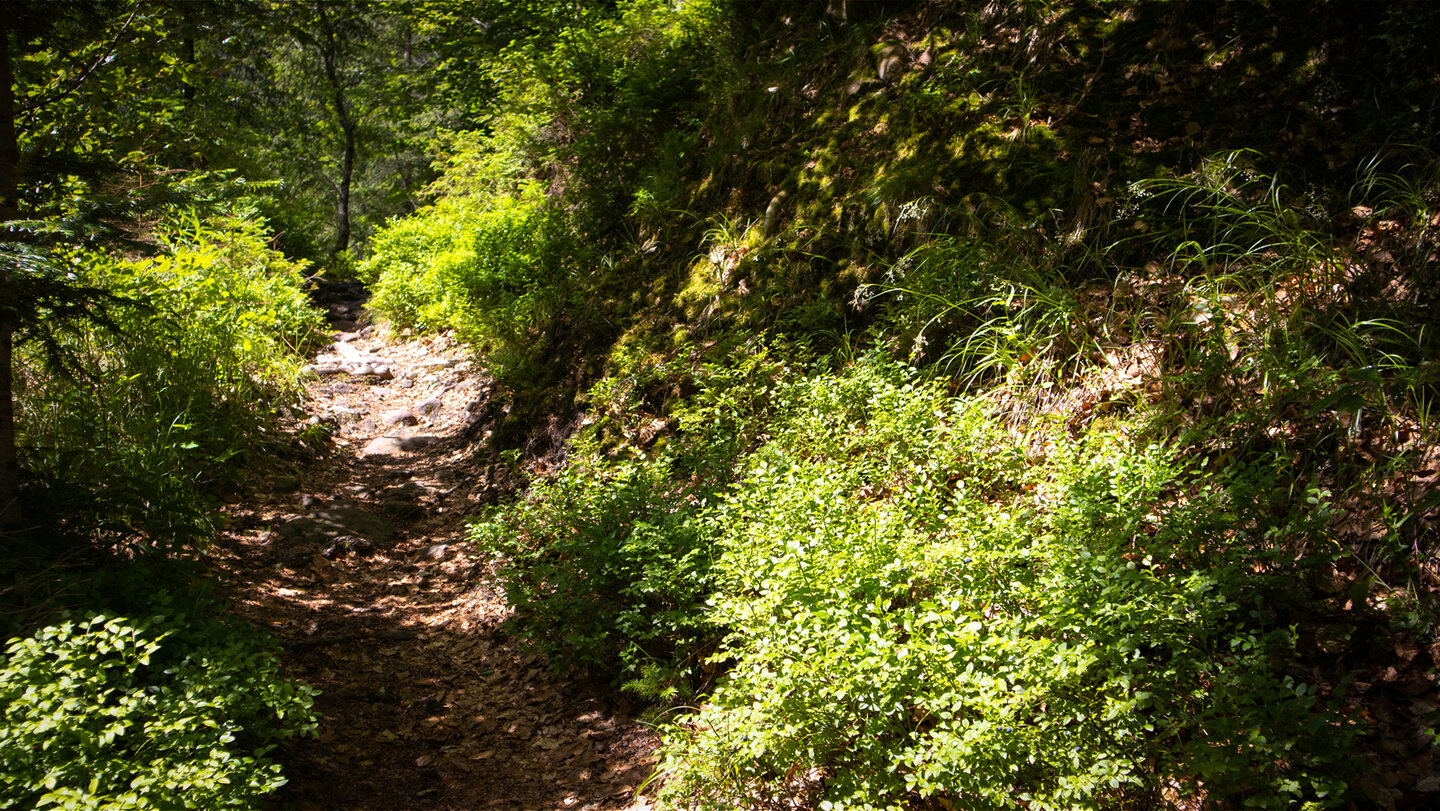 Wanderpfad Richtung Kniebis