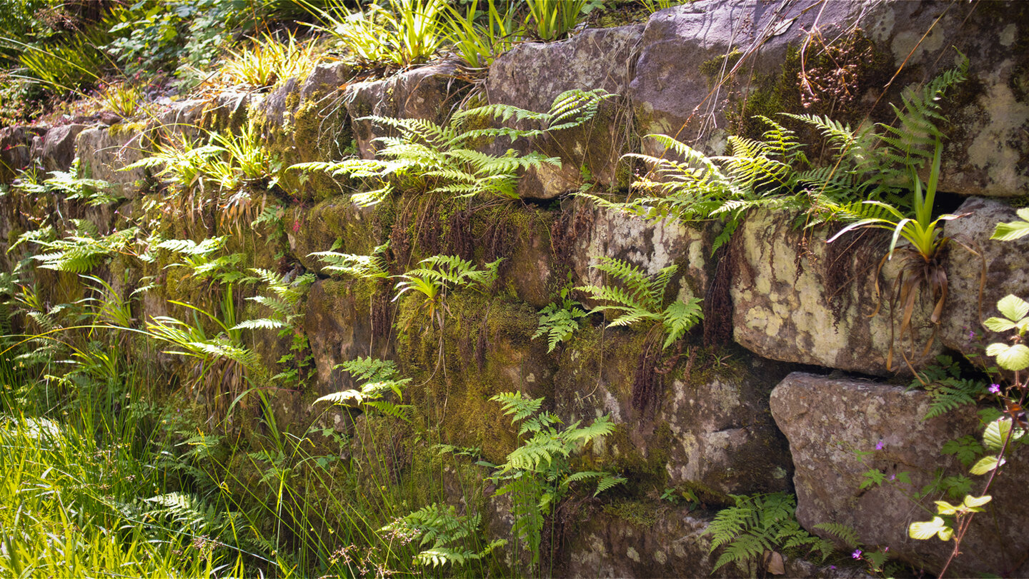 Mauer am Rundweg um den Ellbachsee