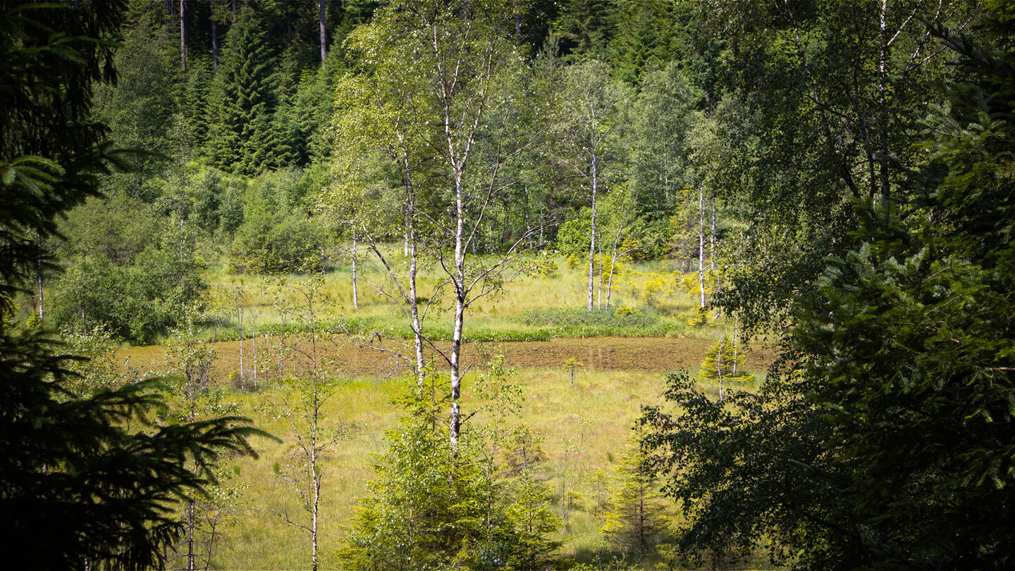 Schwingrasenflächen am Ellbachsee