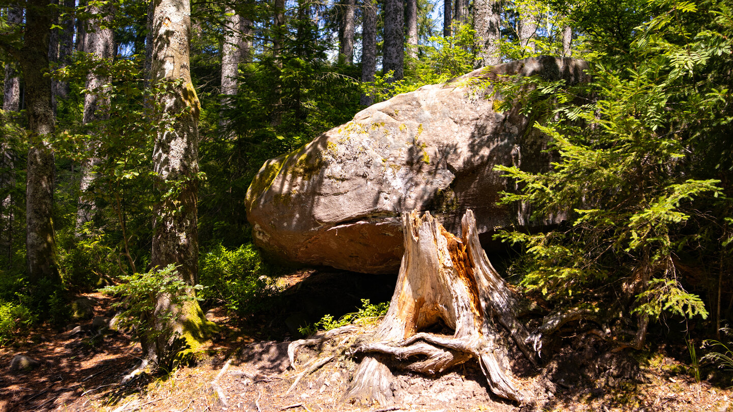 Felsen an der Seehalde des Ellbachsee