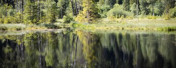 Spiegelung im Ellbachsee