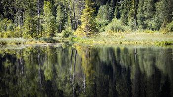 Spiegelung im Ellbachsee