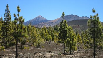 Blick auf Teide und Pico Viejo vom Ausgangspunkt der Wanderung