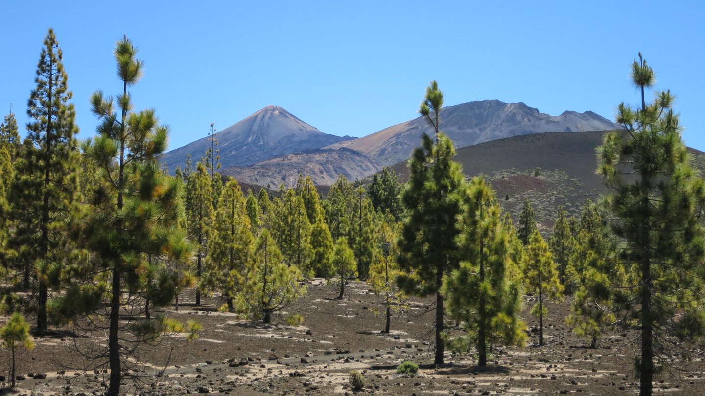 Blick über Kiefernwald auf den Gipfelkegel des Teide und den breiten Krater des Pico Viejo zu Beginn der Wanderung Blick auf Teide und Pico Viejo vom Ausgangspunkt der Wanderung