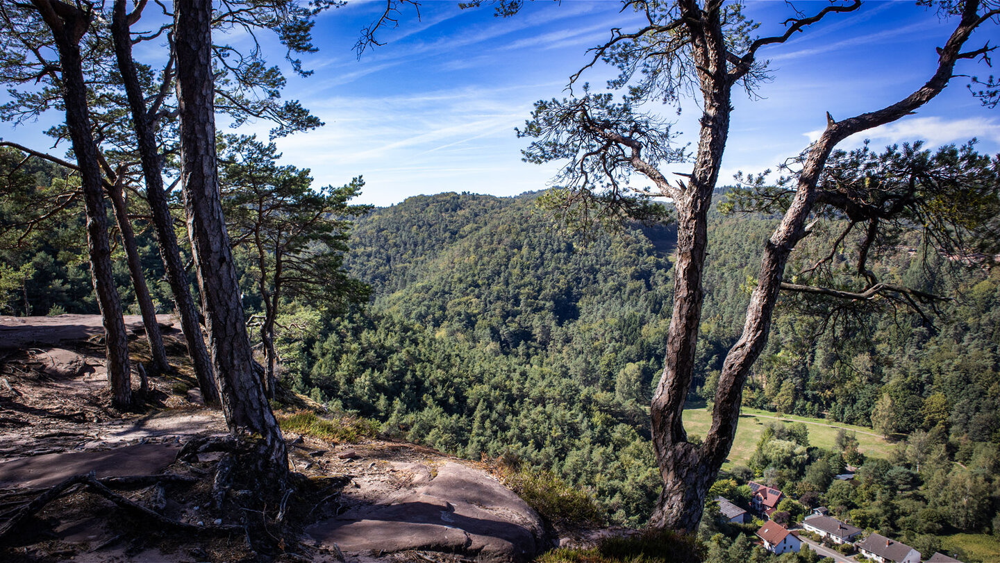 Kiefernbestand am Kahlen Felsen auf dem Weimersberg