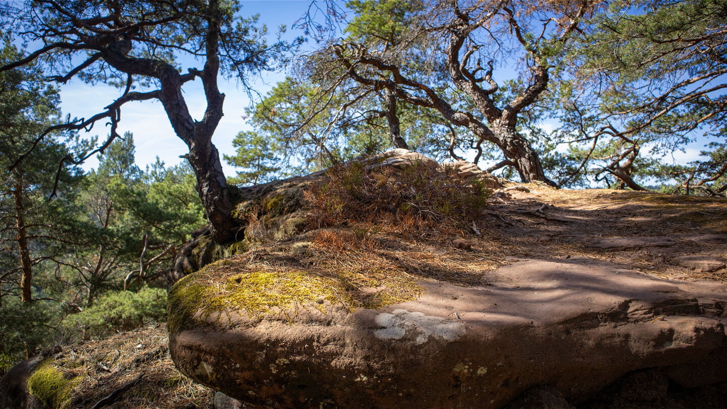 Felskante am Dörreinfelsen bei Hauenstein