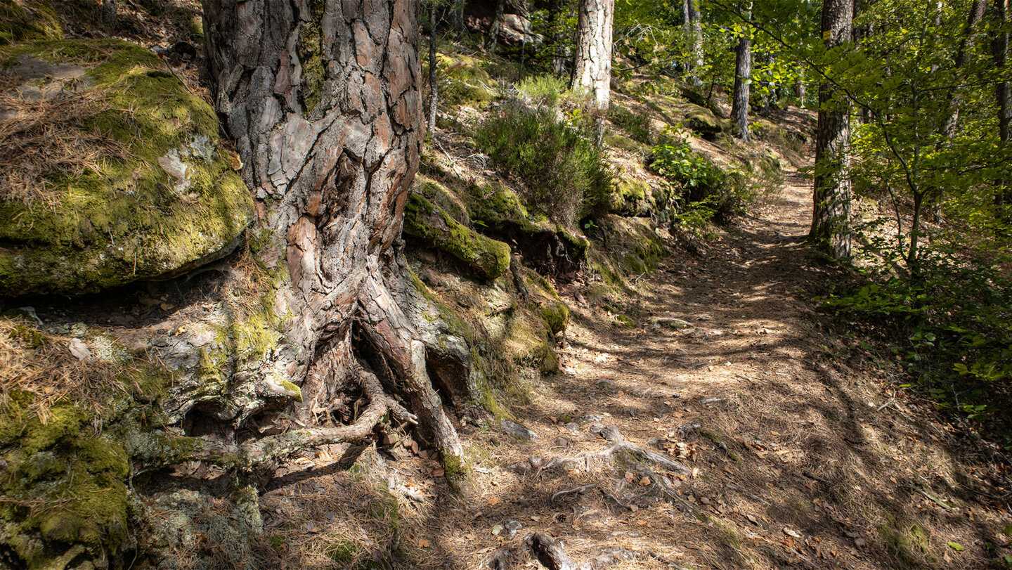 Waldweg am 366 Meter hohen Nedig bei Hauenstein
