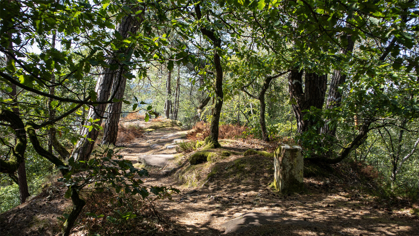 Laubwald auf dem Plateau des Nedingfelsen
