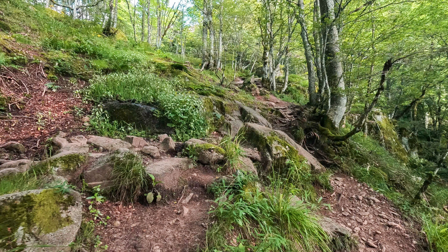 Wanderroute im Buchenwald nach Wormspel Wanderroute im Buchenwald nach Wormspel