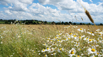 Bergmähwiese am Ernstberg im Vogelsberg