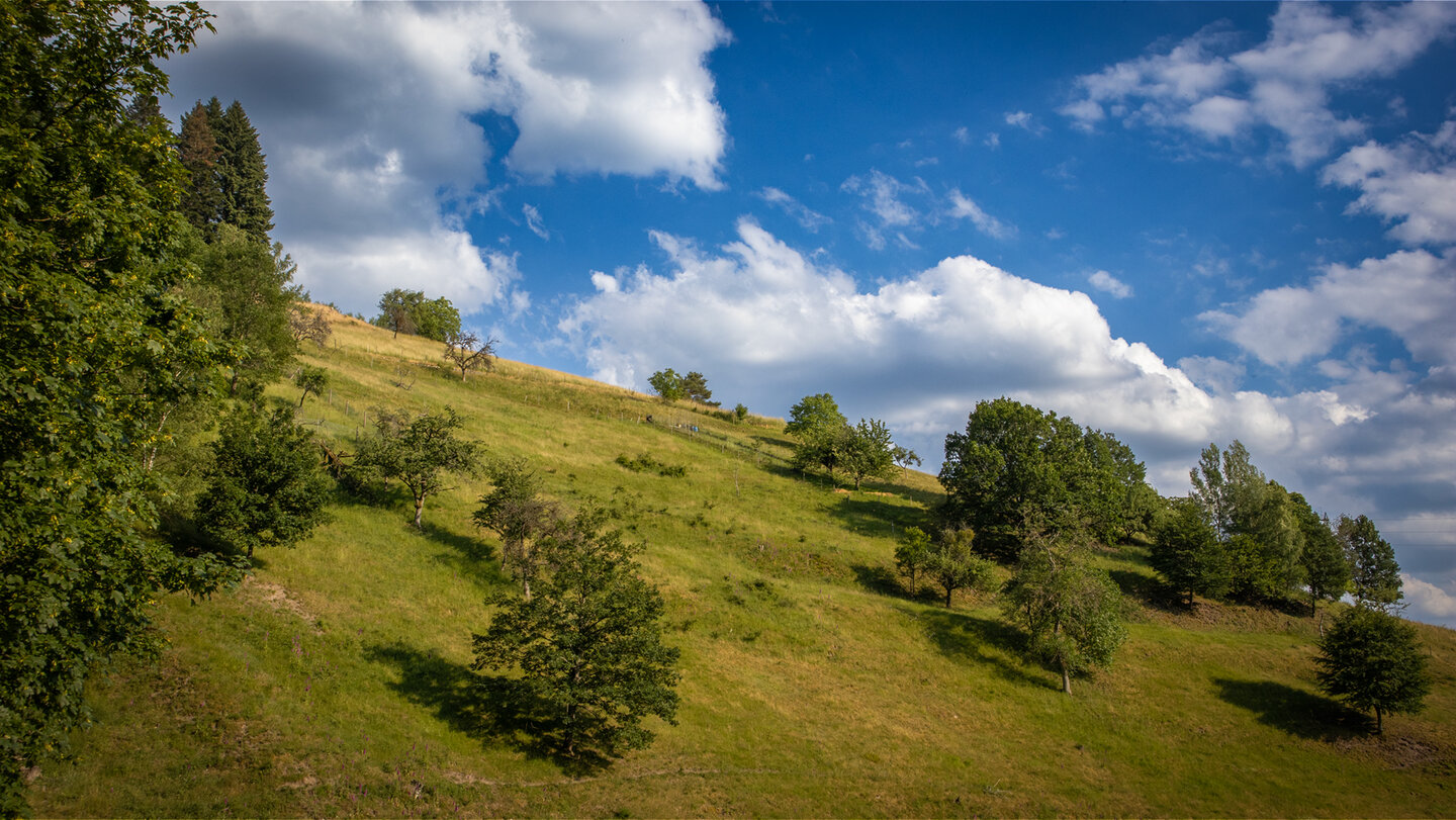 Wiesenflächen an den Hängen des Murgtals