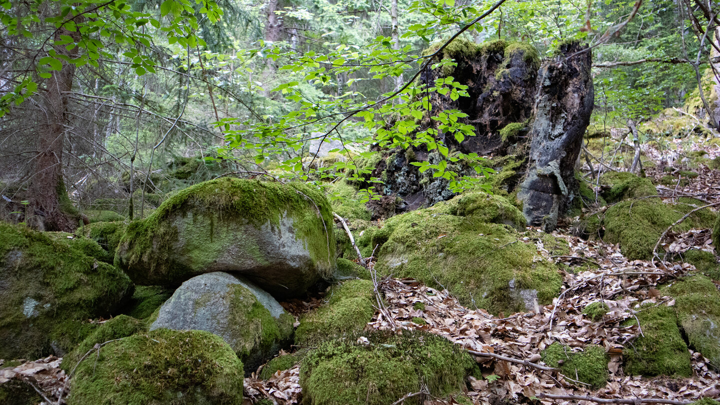 Blockhalden am Abstiegsweg von den Latschigfelsen