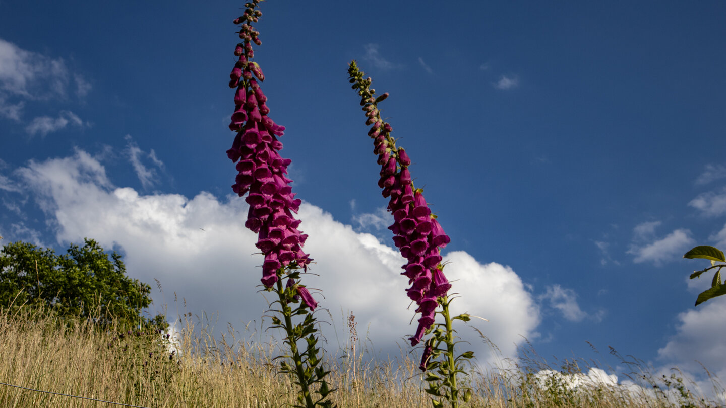 Wiesenlandschaft mitFingerhüten