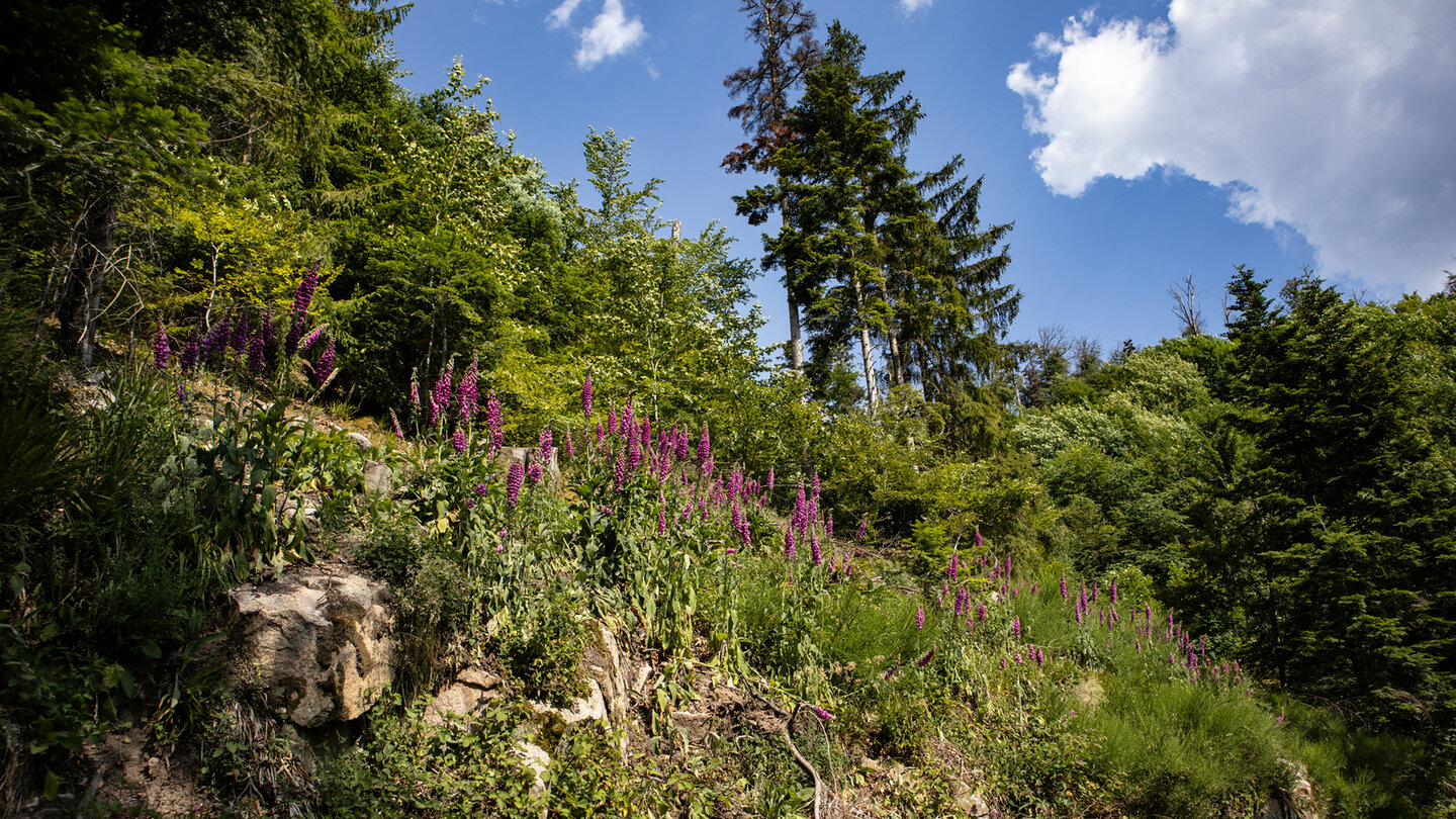 Wanderroute durch Waldgebiete gesäumt von Fingerhüten