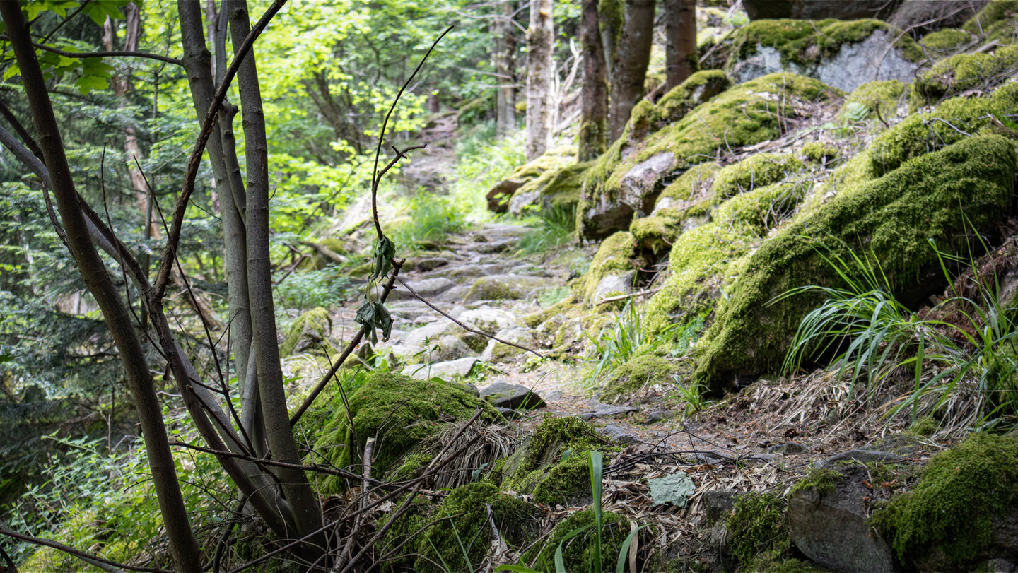 Felsenpfad bei den Latschigfelsen