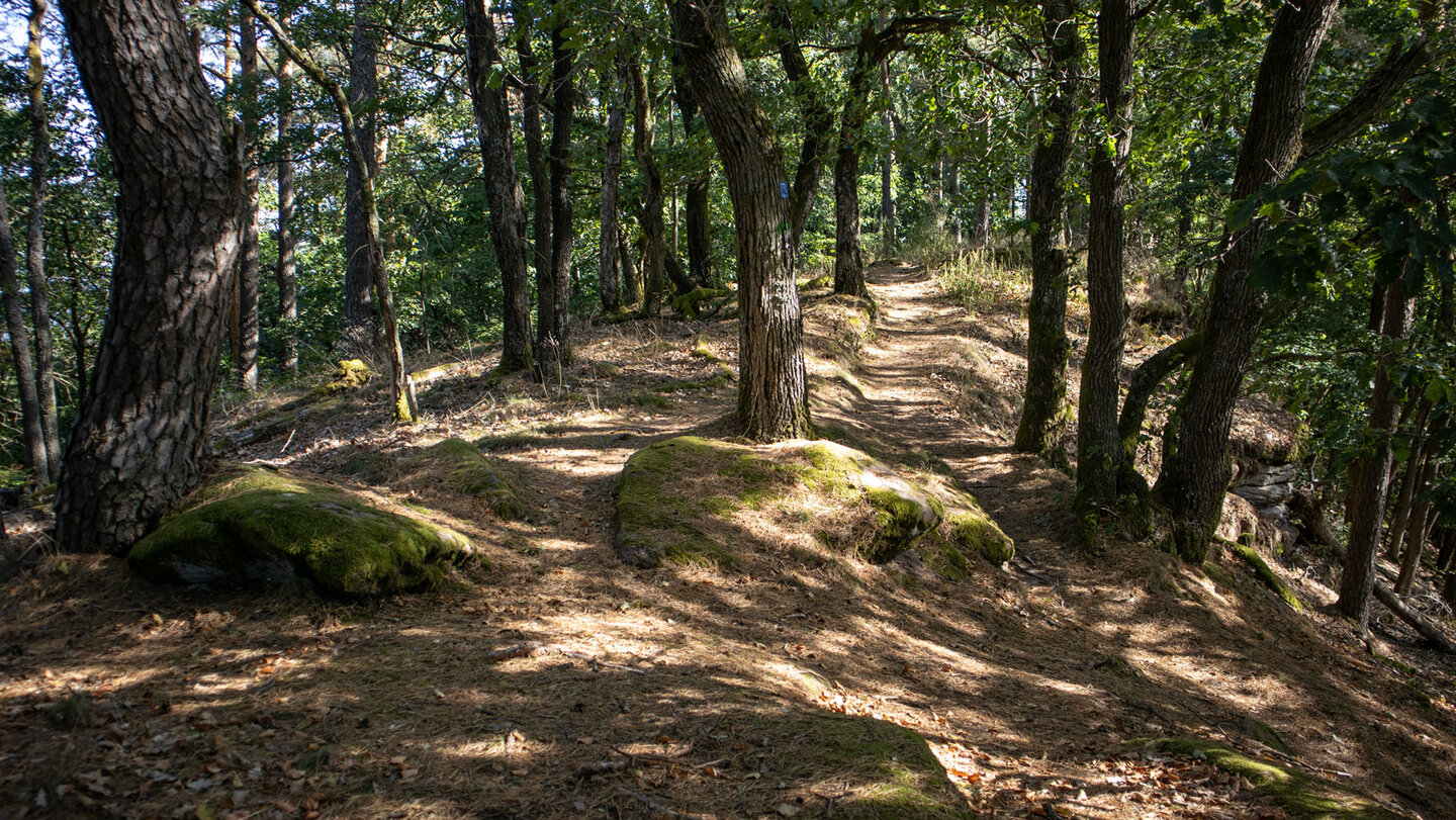 Kammwanderweg am Gipfelplateau des Kahlenbergs.