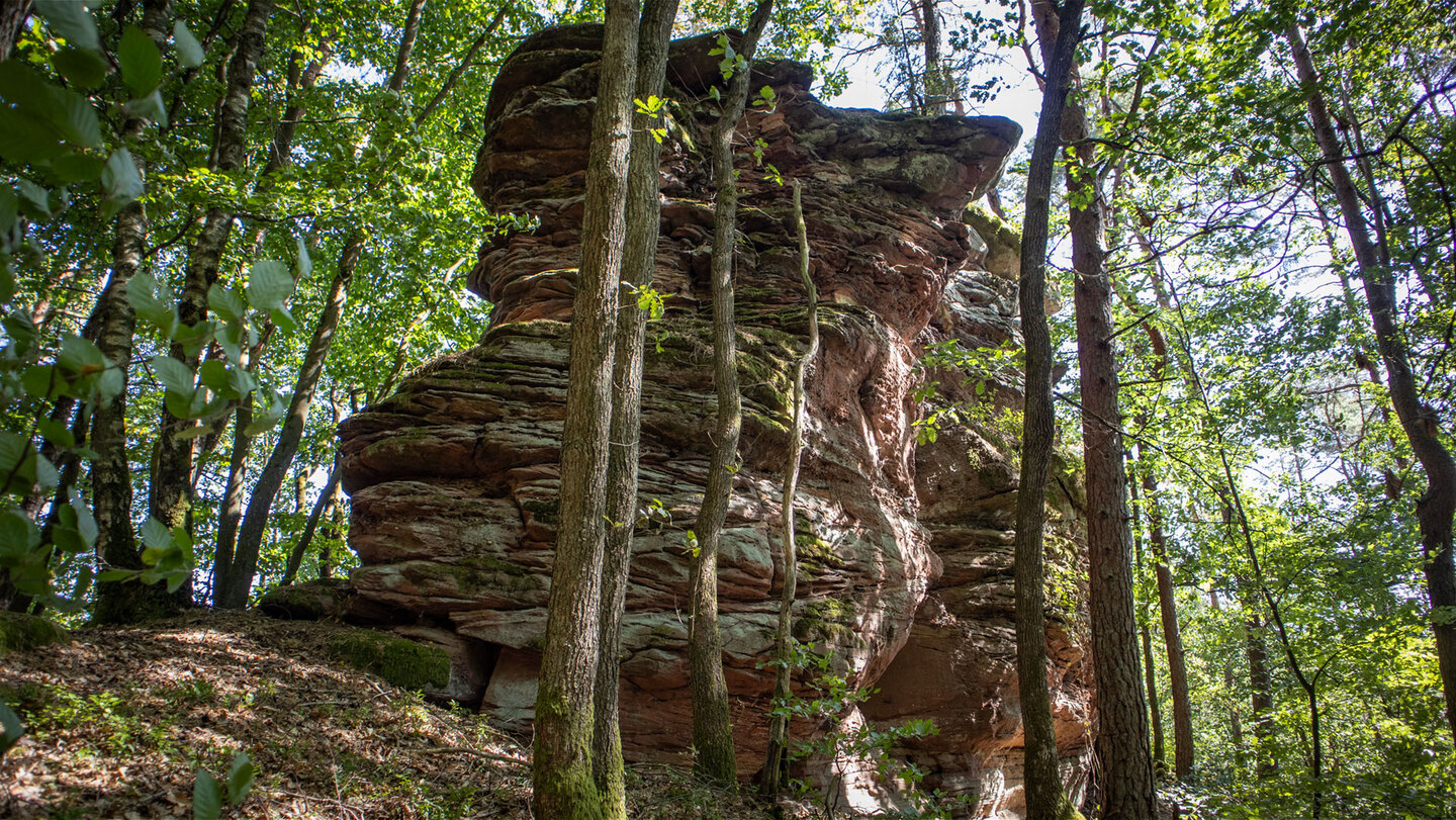 Wie Türme ragen die Buntsandsteinfelsen der Erfweiler Sattelfelsen aus dem lichten Wald.