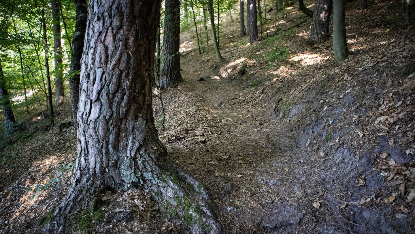 Durch kühlen Wald schlängelt sich der Pfad hinauf zum Kahlenberg.