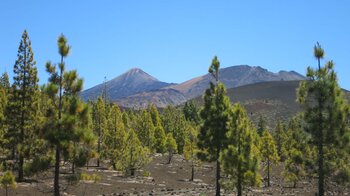 Ausblicke auf Teide und Pico Viejo vom Wanderweg 13
