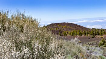 weiß blühender Teide-Ginster am Wanderweg 13 Montaña Sámara