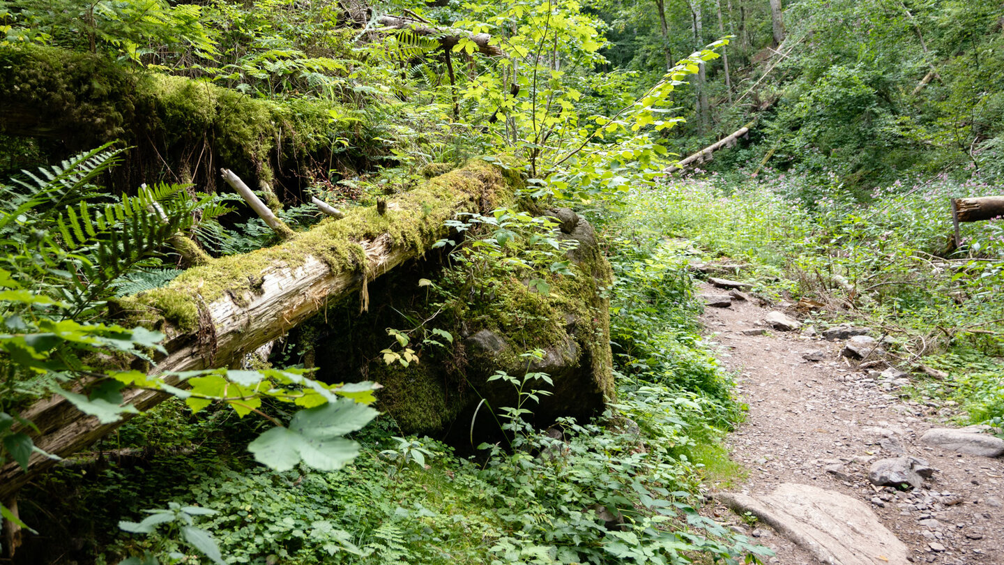 Rundwanderung von der Schattenmühle durch die Lotenbachklamm Rundwanderung durch die Lotenbachklamm