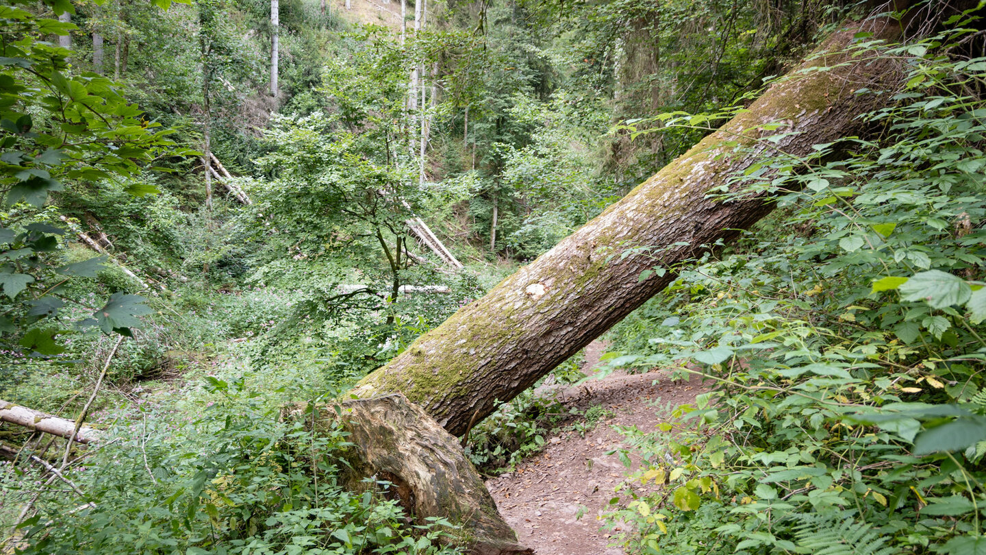 umgestürzter Baum am Lotenbachklamm-Wanderweg