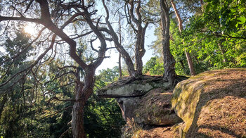 Impressionen am Dimbacher Buntsandstein Höhenweg
